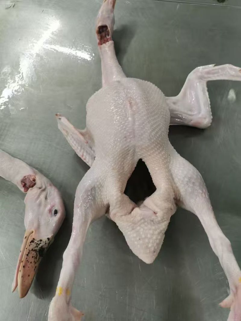 老鸭