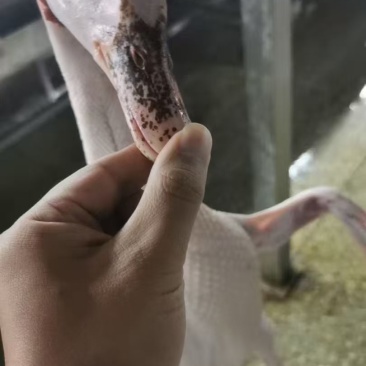 老鸭