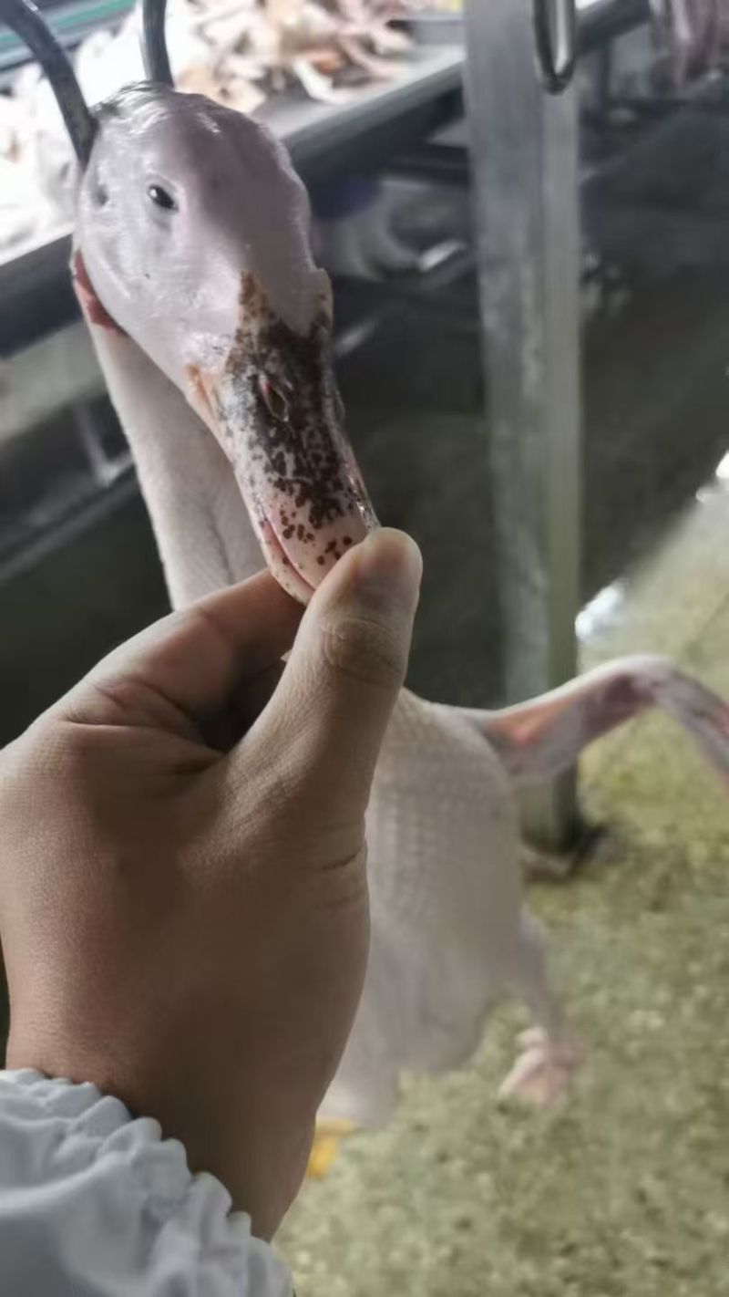 老鸭
