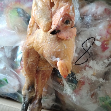 麻母鸡