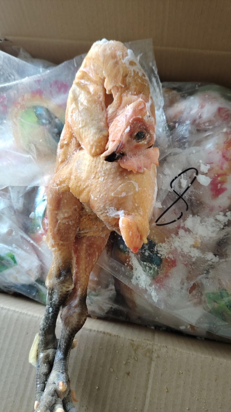 麻母鸡