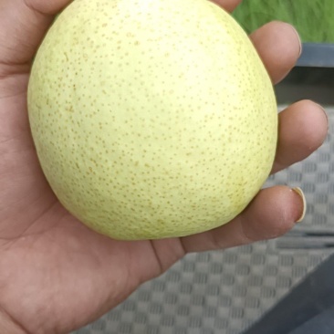 精品酥梨皮薄汁多