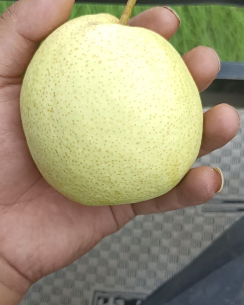 精品酥梨皮薄汁多