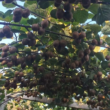 迷糊桃