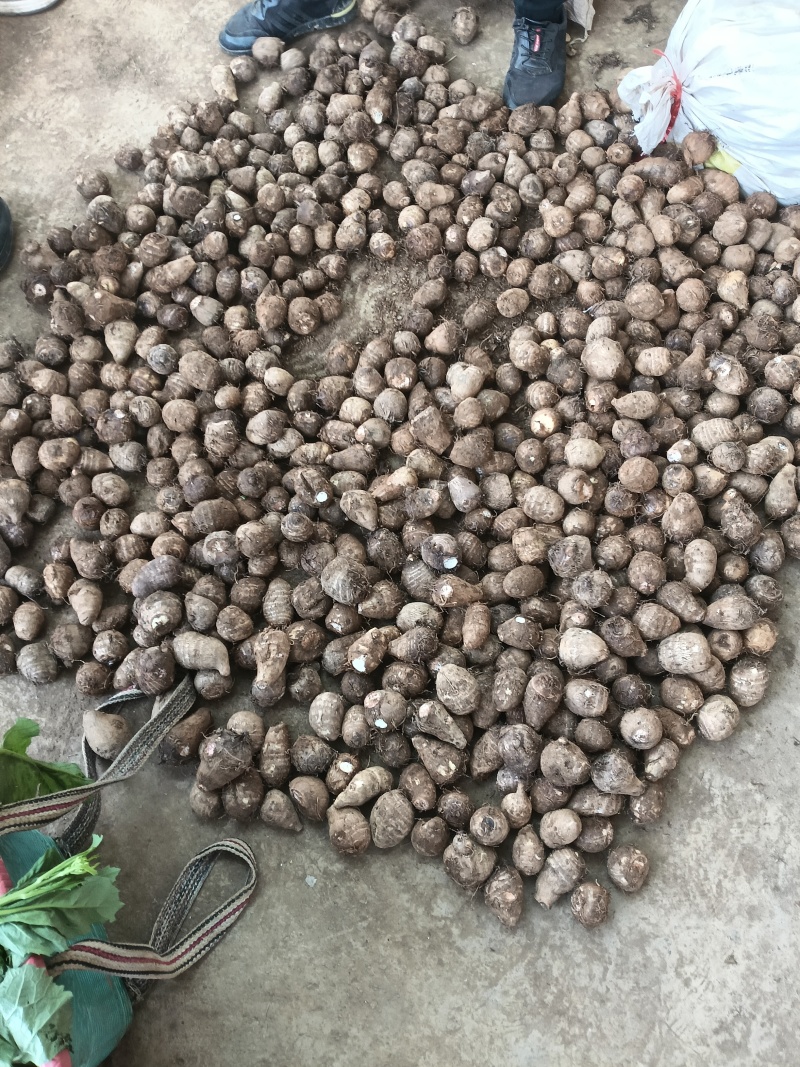 毛芋头，牛奶竽