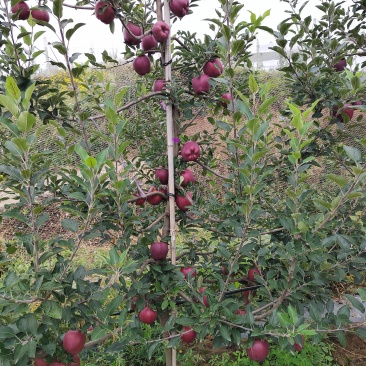 苹果