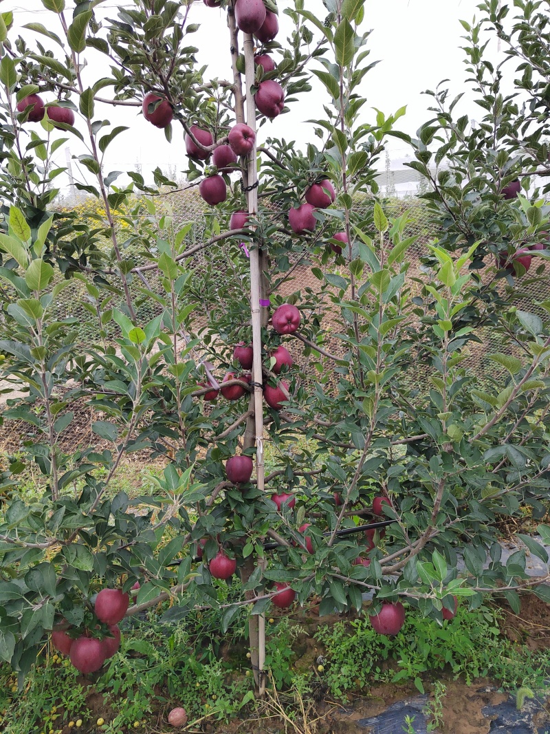 苹果