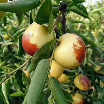 大荔冬枣