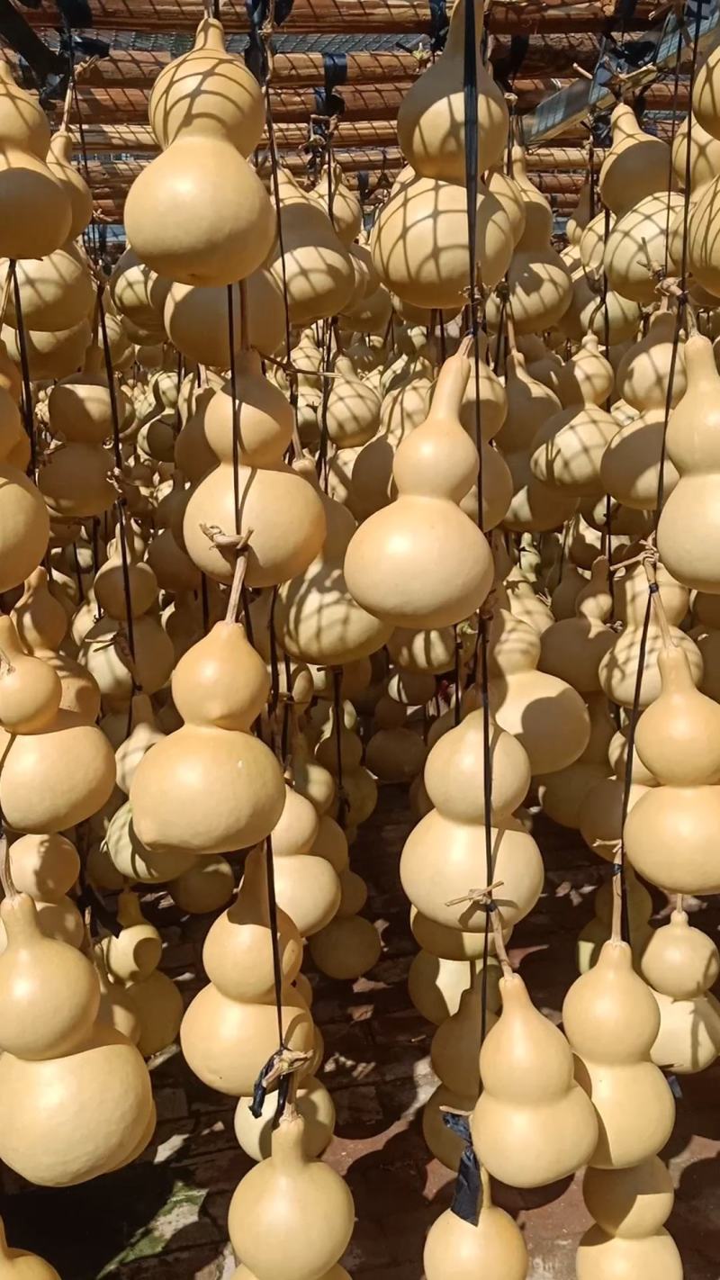 中号葫芦，批发零售，量大优惠