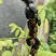 九香虫