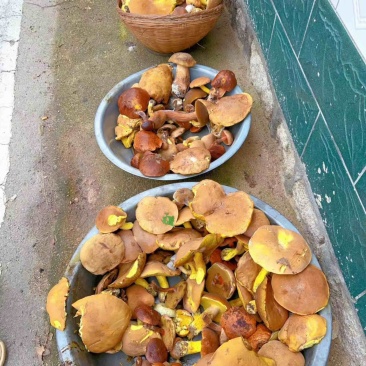 牛肝菌