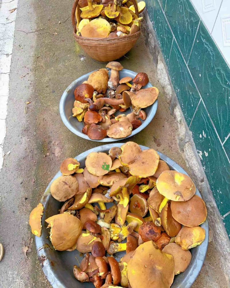 牛肝菌