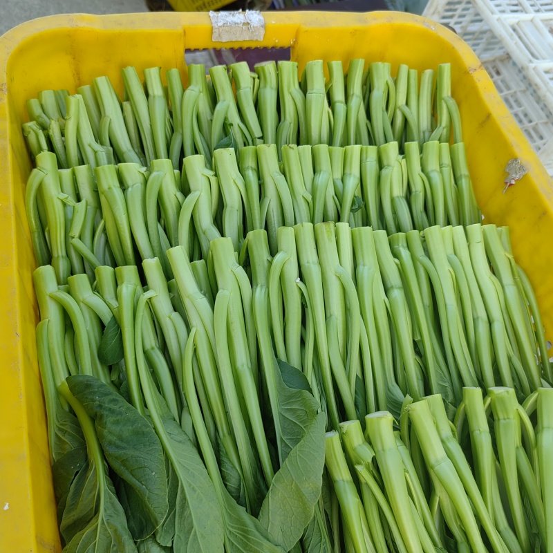 精品广东菜心陆续上市，物美价廉☺☺☺