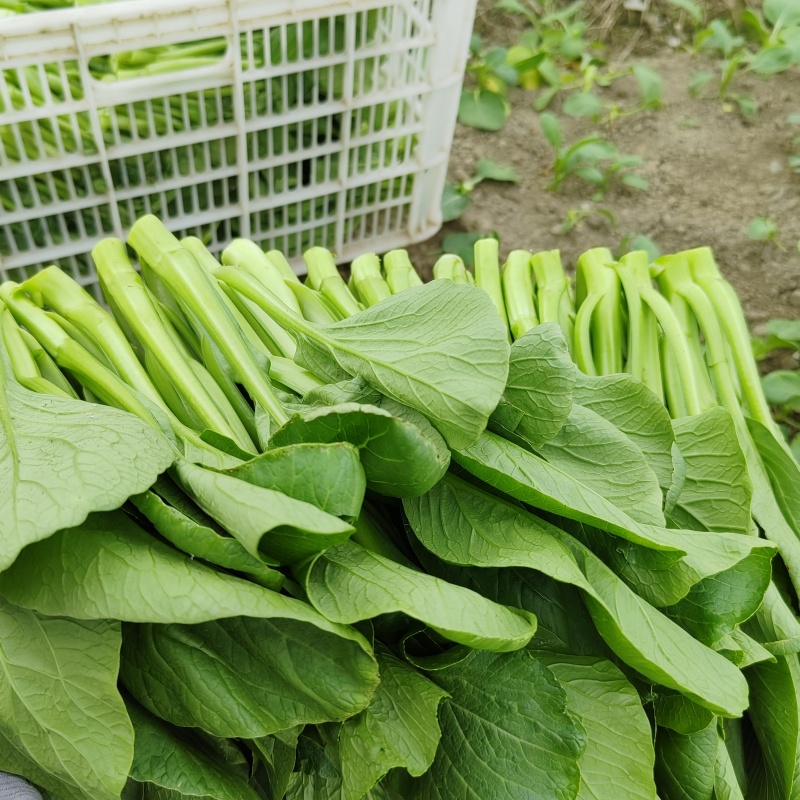 精品广东菜心陆续上市，物美价廉☺☺☺