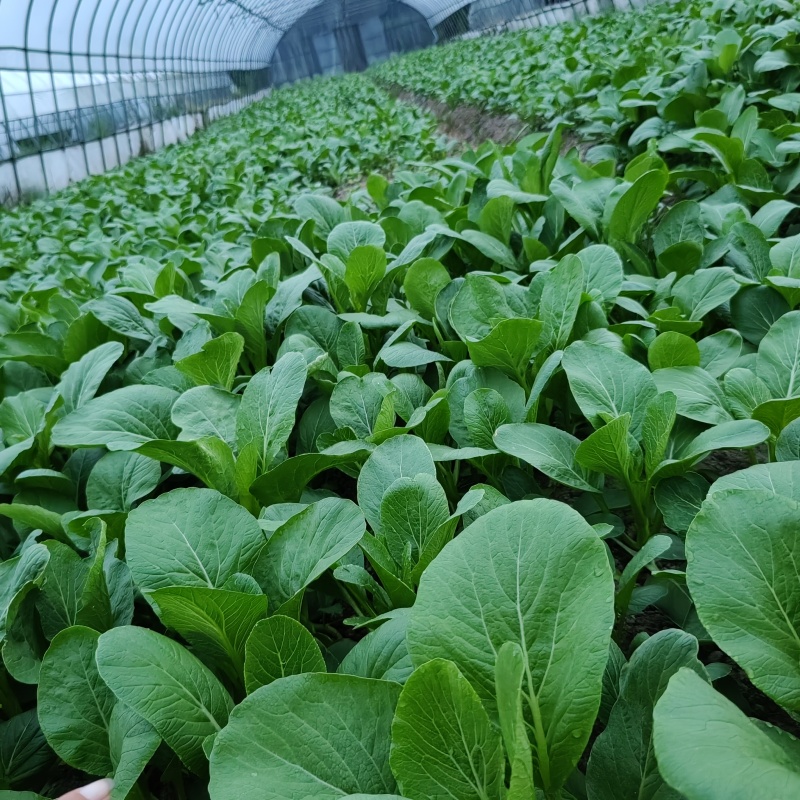 精品广东菜心陆续上市，物美价廉☺☺☺