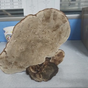野生树舌灵芝