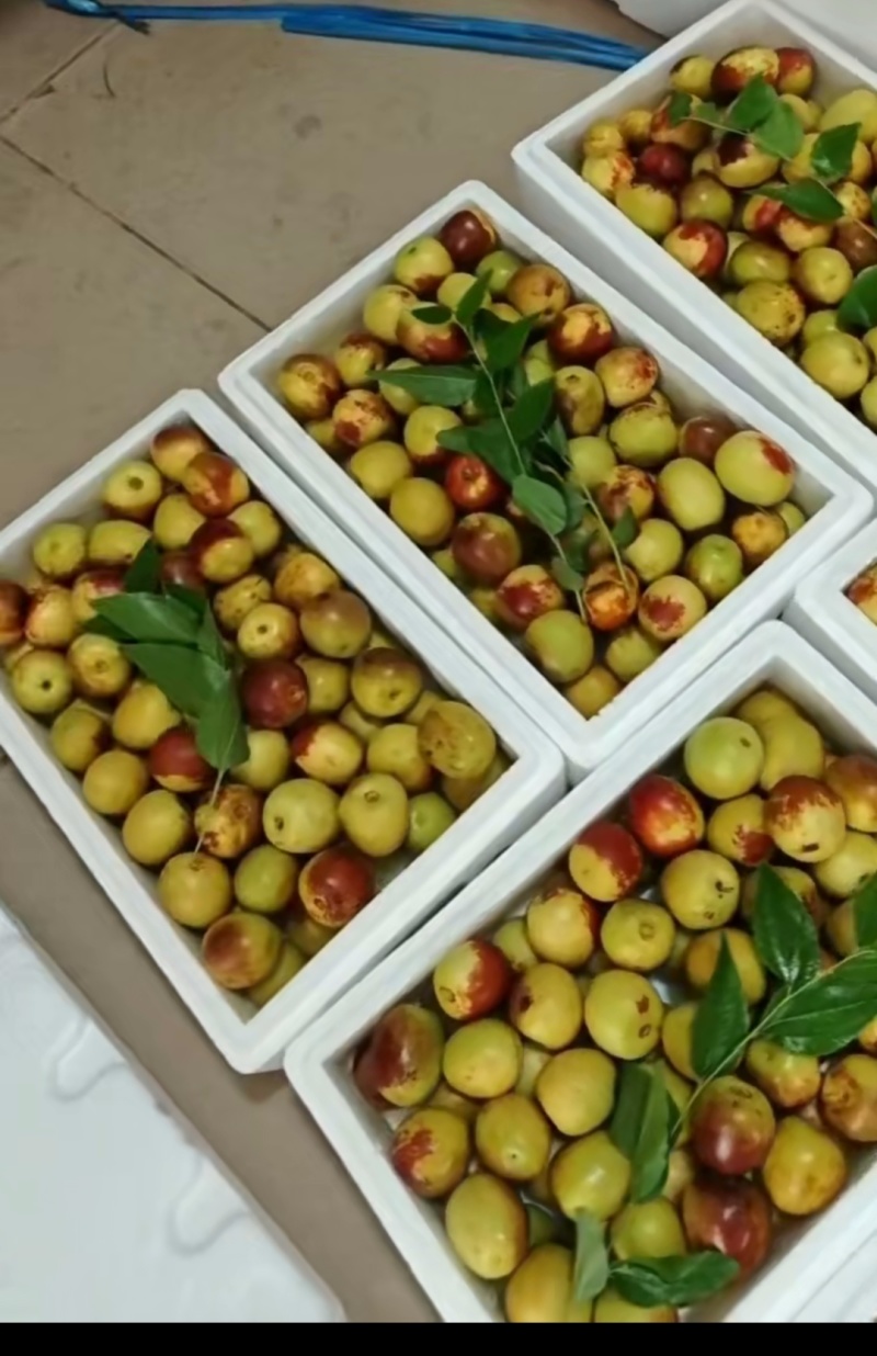 大棚冬枣