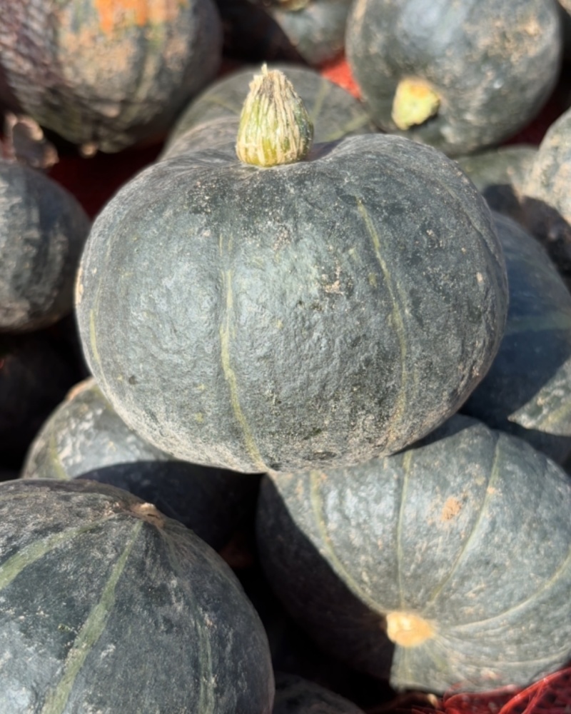 贝贝板栗瓜