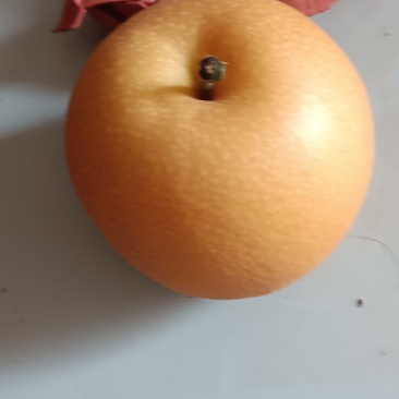 秋月秋梨