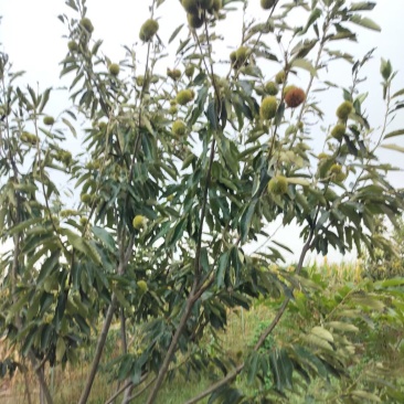 板栗