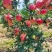 四川攀枝花芒果石榴牛油果，莲雾释迦果丑苹果