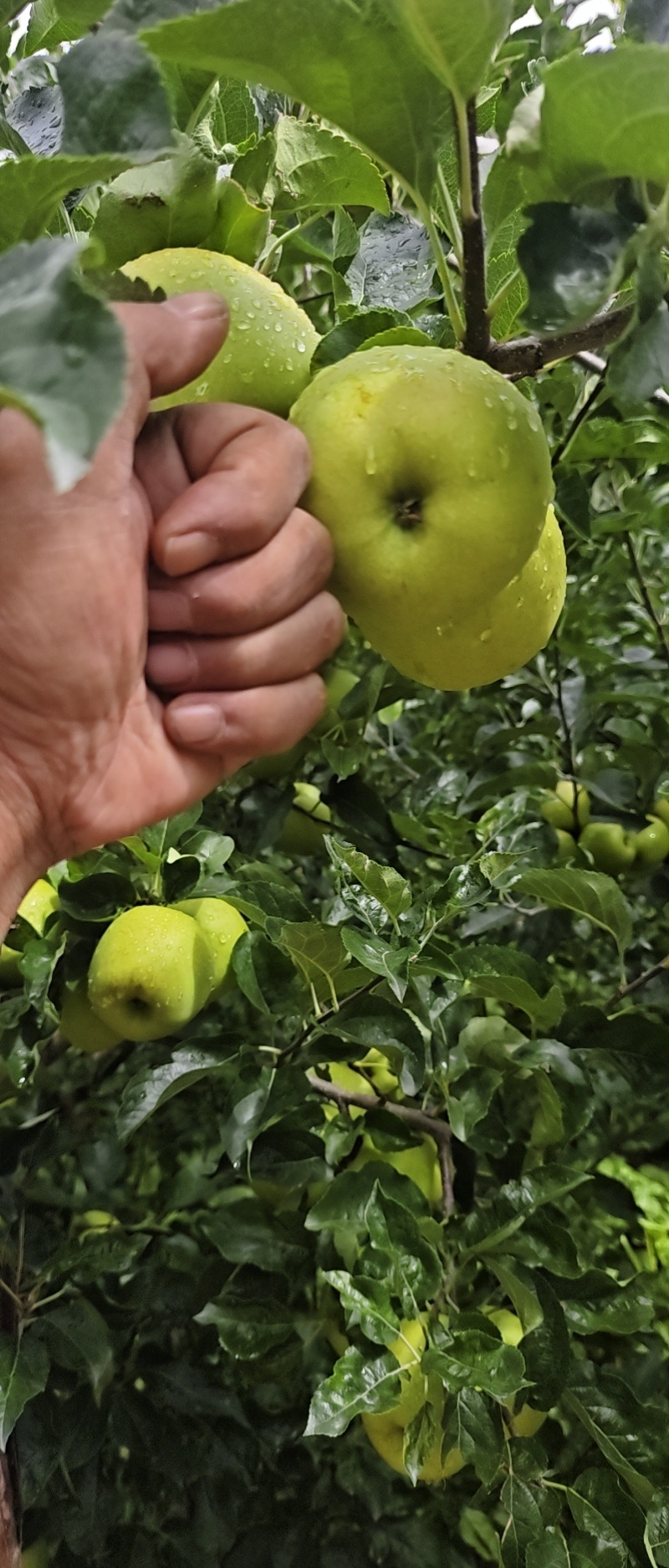 小金苹果上市老板们，欢迎来订购