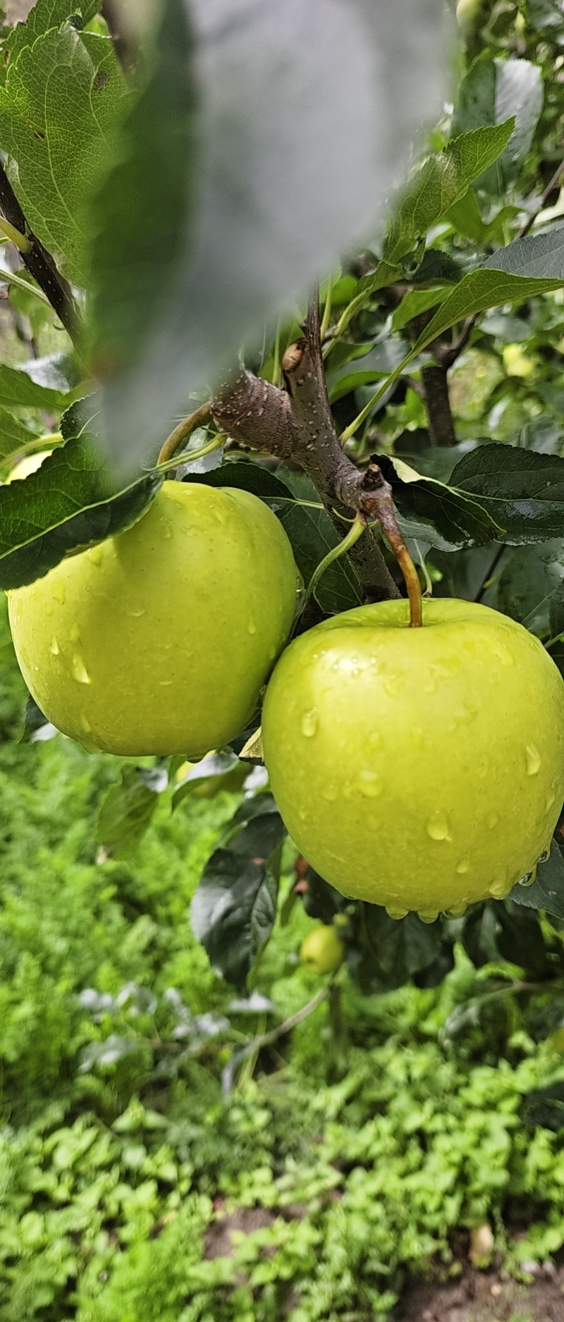 小金苹果上市老板们，欢迎来订购