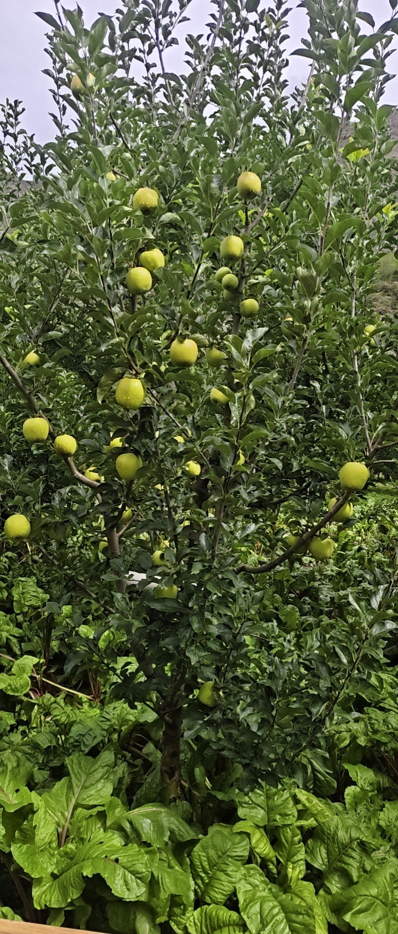 小金苹果上市老板们，欢迎来订购
