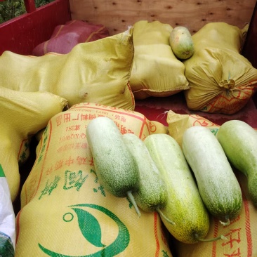 西双版纳老品种黄瓜