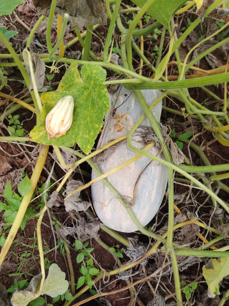 蜜本南瓜