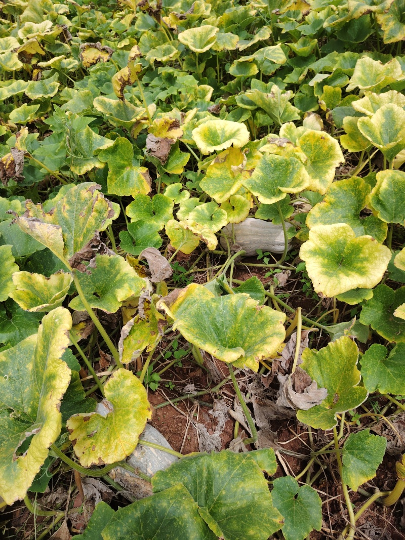 蜜本南瓜