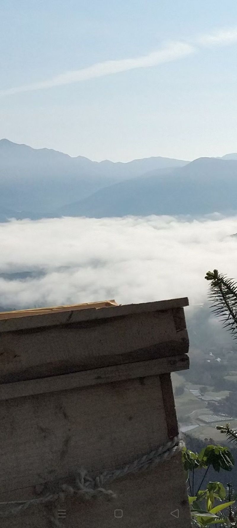 深山野生蜂蜜