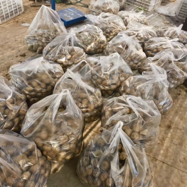 碧玉猕猴桃，甜甜蜜蜜