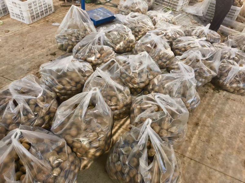 碧玉猕猴桃，甜甜蜜蜜