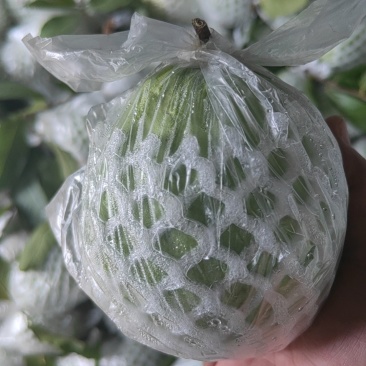 红心；白心番石榴