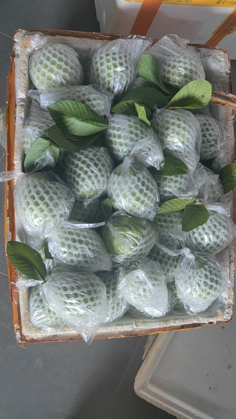 红心；白心番石榴