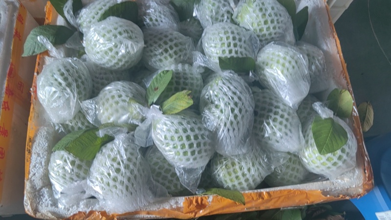 红心；白心番石榴