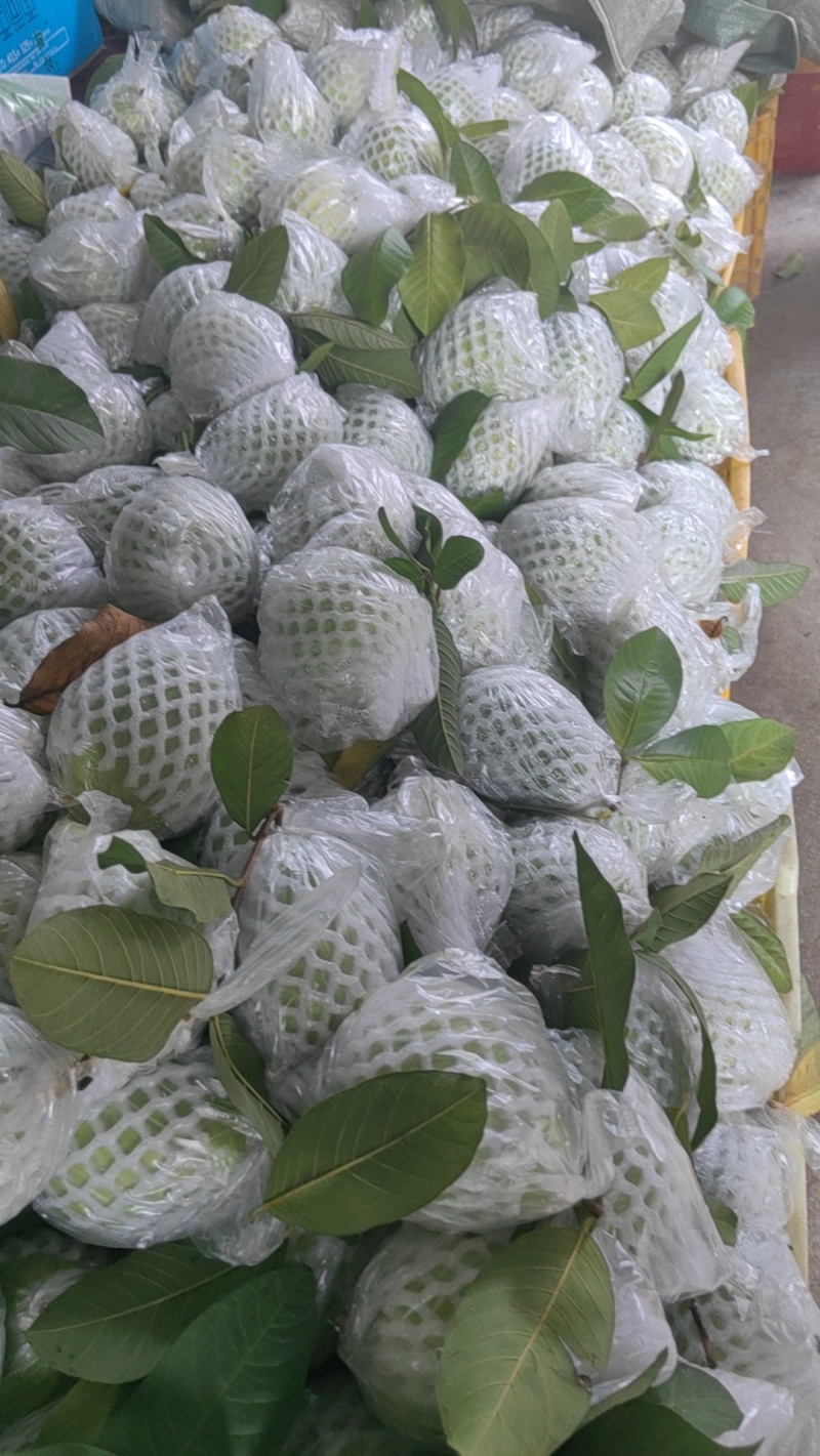 红心；白心番石榴
