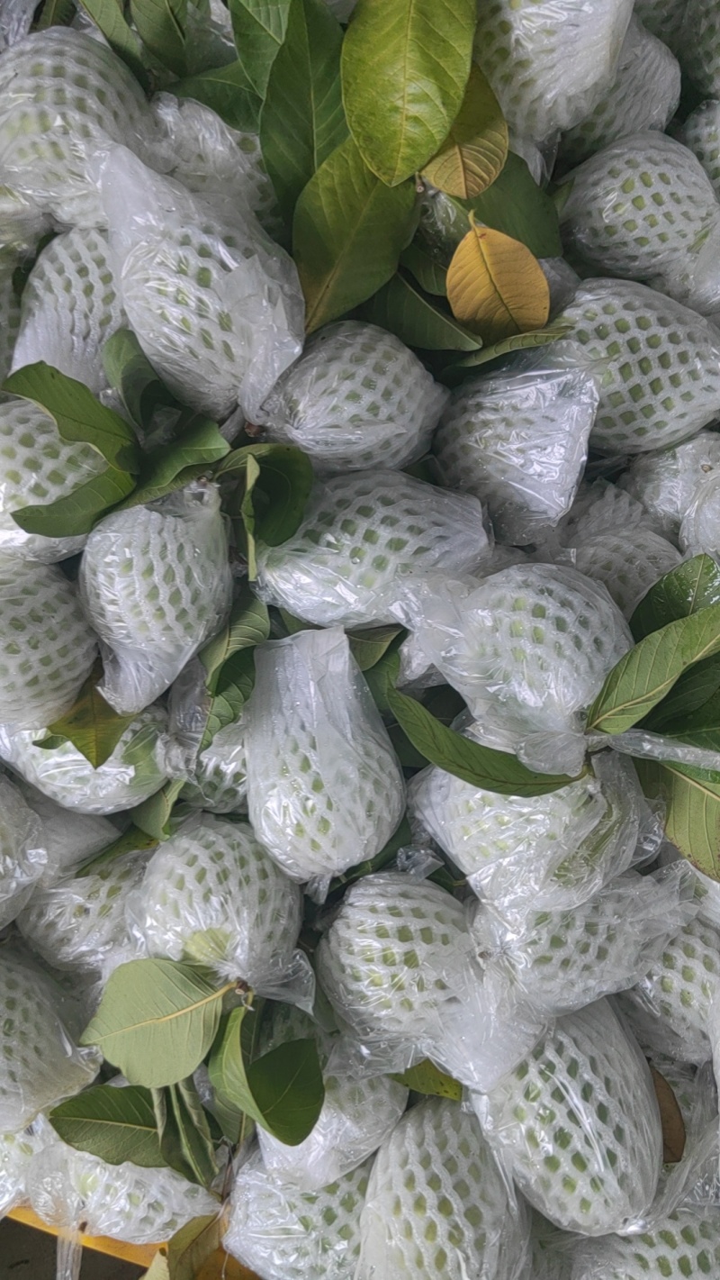 红心；白心番石榴