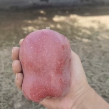 花牛苹果，颜色百分之90