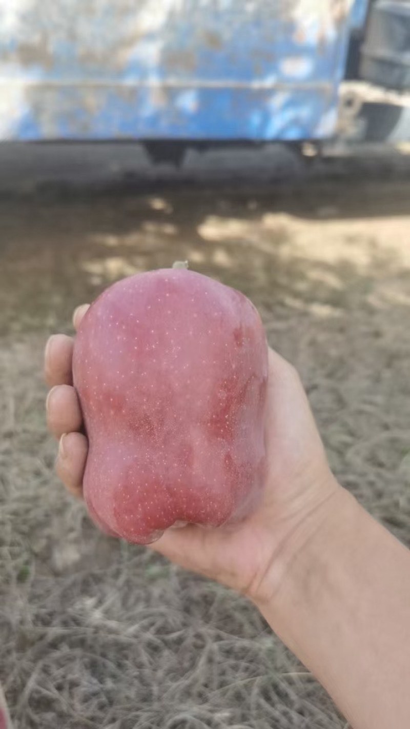 花牛苹果，颜色百分之90