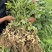 商丘鲜花生湿花生