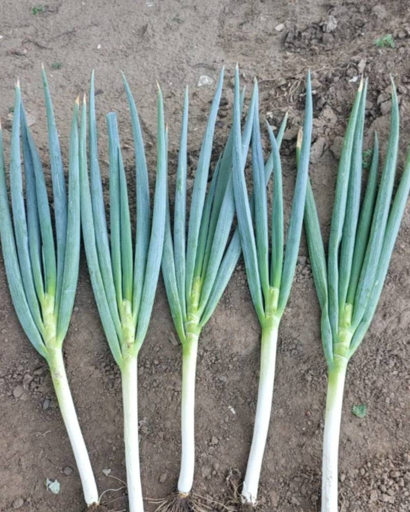 内蒙古通辽市精品铁杆大葱