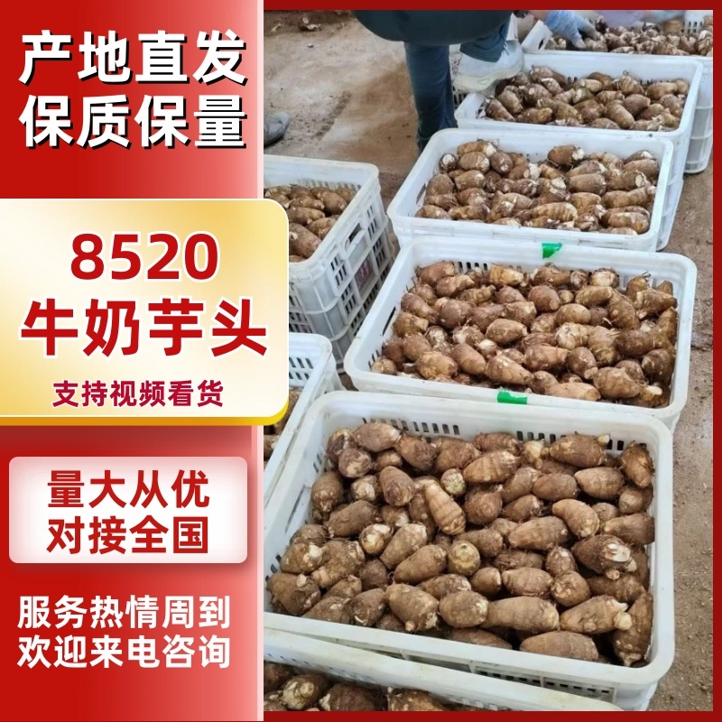 【坏烂包赔】山东8520芋头牛奶芋头保质保量全国发货