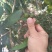 惠州长叶竹柏果
