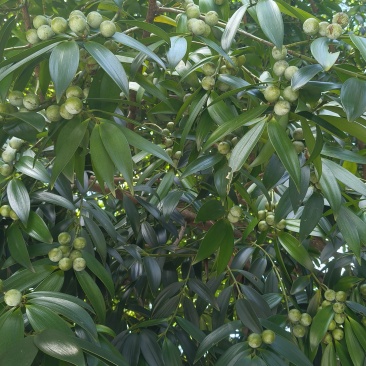 惠州长叶竹柏果