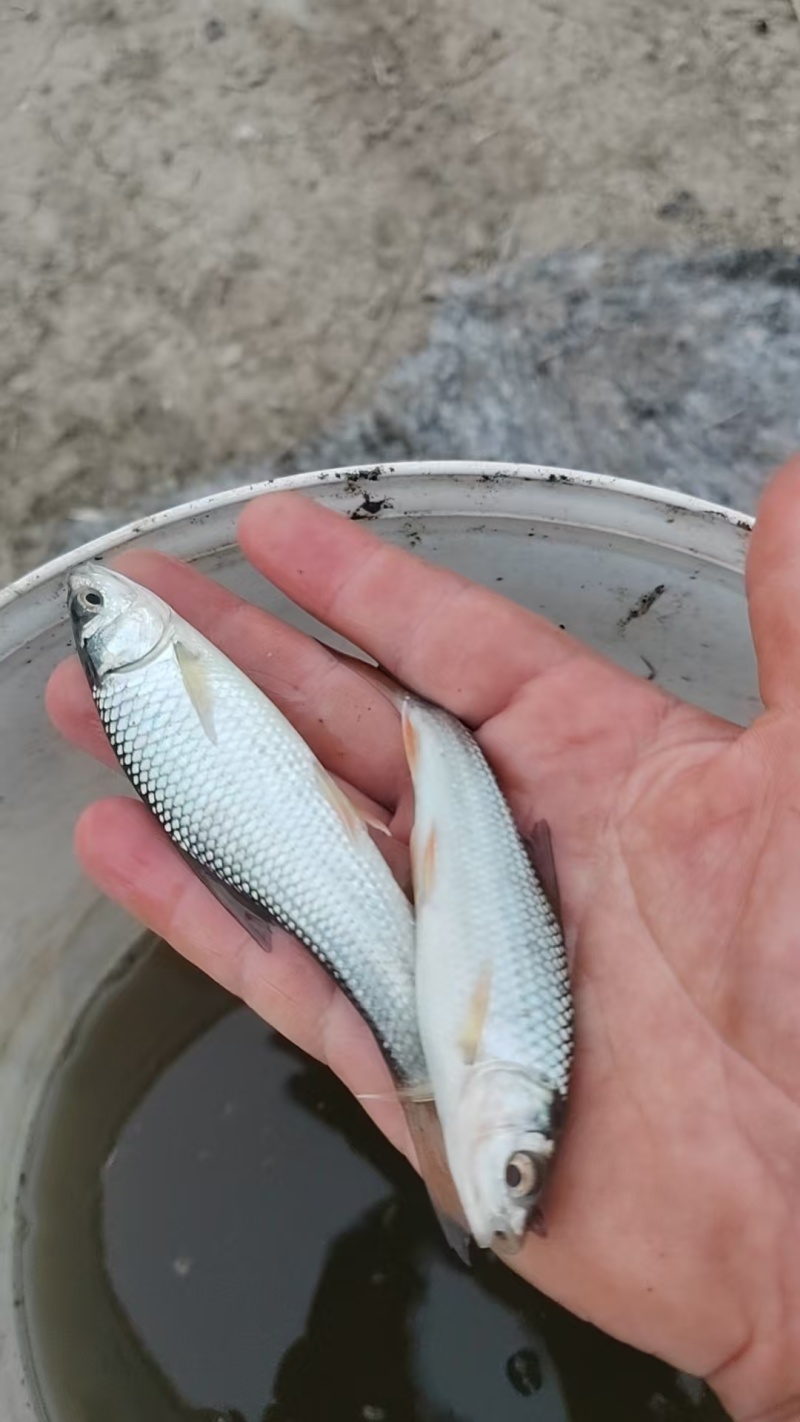 麦鲮鱼