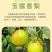 山西隰县玉露香梨（中国大美梨）