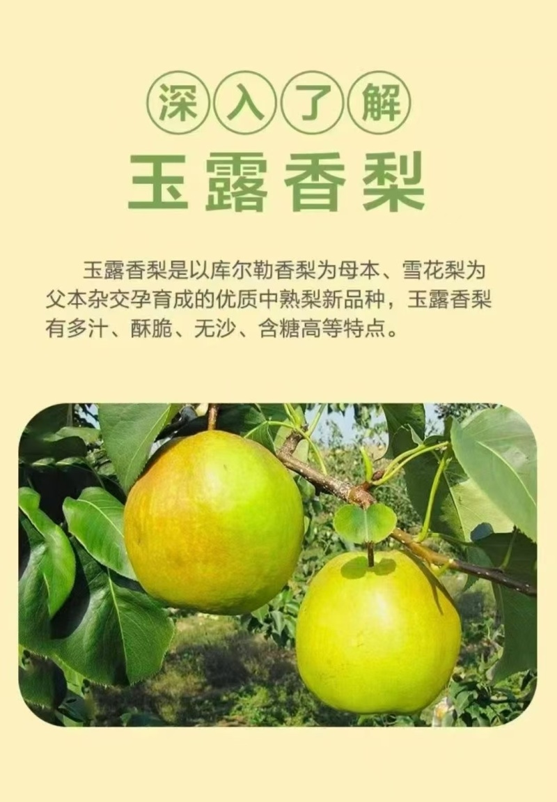 山西隰县玉露香梨（中国大美梨）