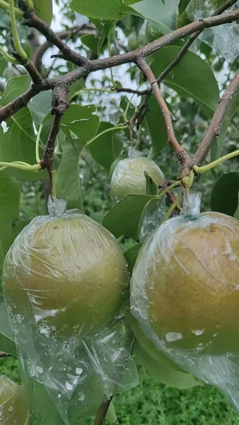 山西隰县玉露香梨（中国大美梨）